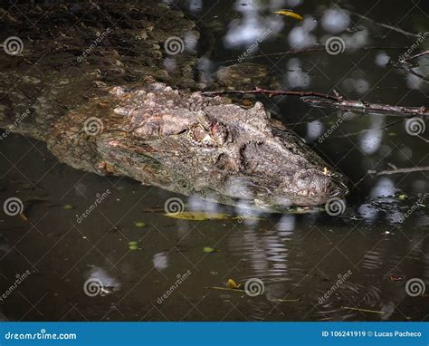 Broad-Snouted Caiman Caiman Latirostris Lurking on Swampy Wate Stock ...