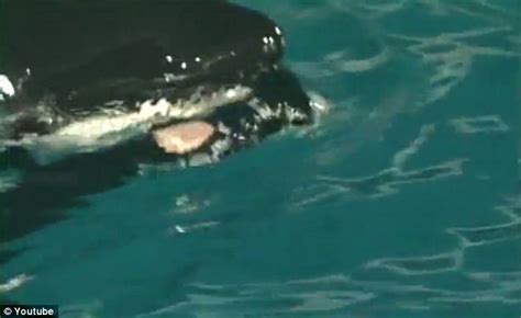 Killer Whale Dragged Trainer Under Water And Held Him There For 15 ...