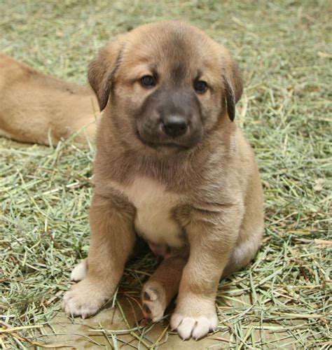 Anatolian Shepherd Dog Info, History, Temperament, Training, Puppy, Pictures