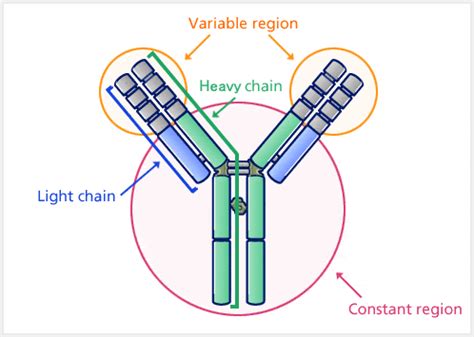 Antibody- Structure, Classes and Functions