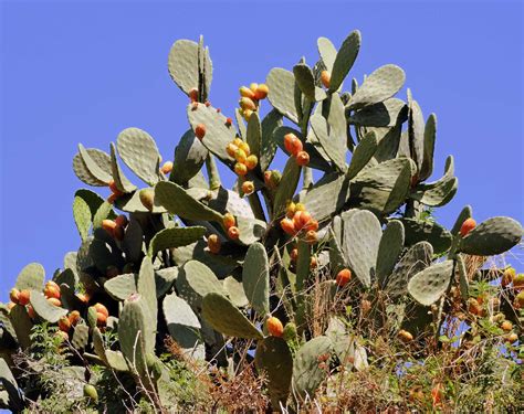 Prickly Pear Cactus - Learn About Nature