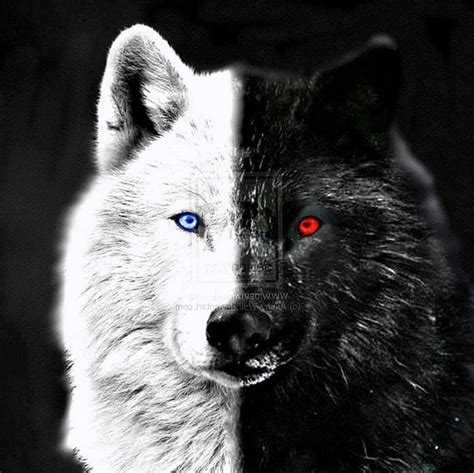 Black Wolves Eyes Wallpapers free download