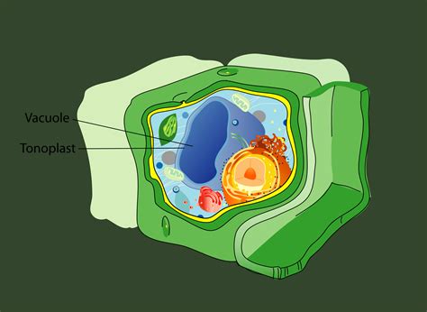 What Is The Definition Of Vacuole In Animal Cell - Printable Templates Protal