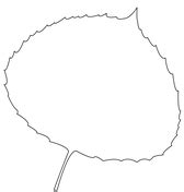 Shape of Beech Leaf | Free Printable Papercraft Templates