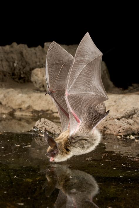 Myotis evotis - Bat Conservation International