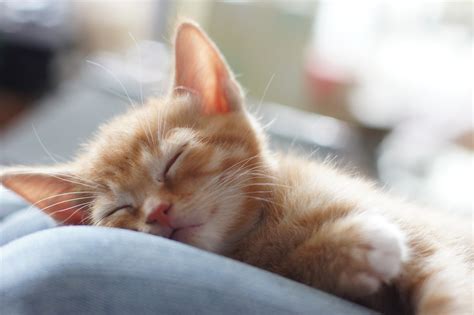 Orange kitten sleeping HD wallpaper | Wallpaper Flare