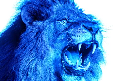 Blue Lion Welcoming Post | Blue Lion Fitness