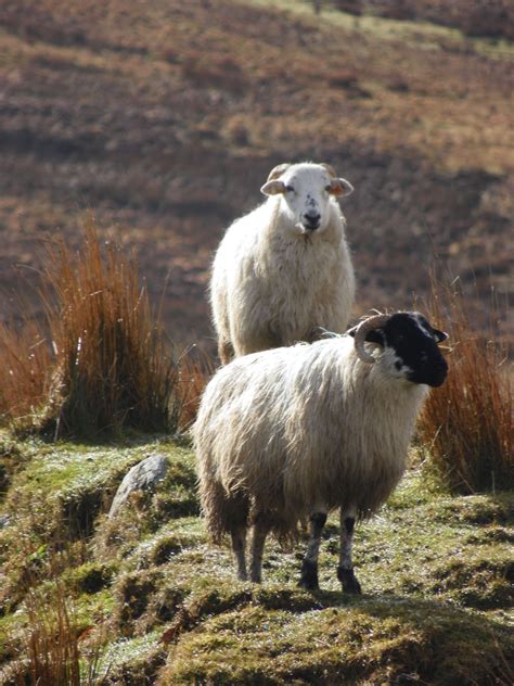 Ireland...Sheep in 2024 | Animals, Sheep, Animal photo