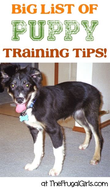 15 Puppy Training Tips! {Easy Tricks to Train your Puppy FAST!} - The Frugal Girls