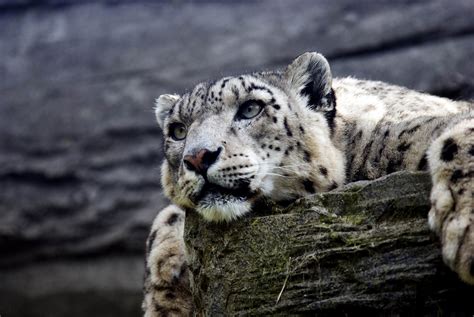 Snow Leopard Hd, HD Animals, 4k Wallpapers, Images, Backgrounds, Photos and Pictures