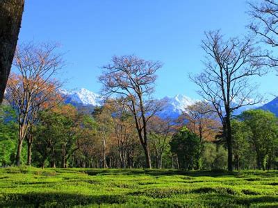 Palampur Tea Gardens, Himachal Pradesh