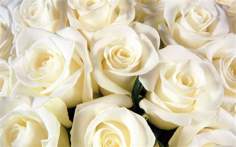 White Roses Backgrounds - Wallpaper Cave