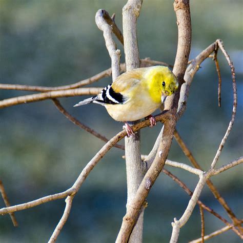 Bird In Everything: Birds Yellow Finch