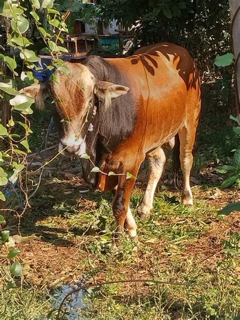 Animal Cow... Cattle Animal ... Big Cow... Stock Image - Image of ...