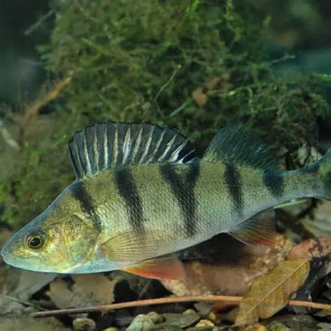 List of Perch Species 2023 [ID + Pictures] - Pond Informer