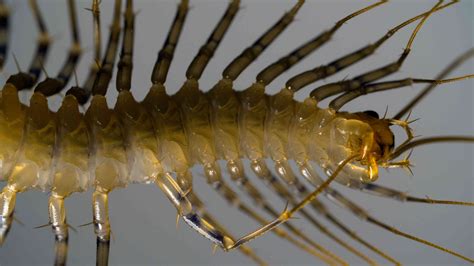 The House Centipede Is One Impressive (And Leggy) Creepy-Crawly