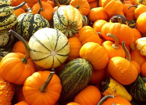 pumpkins-and-gourds - Homestead Gardens, Inc.