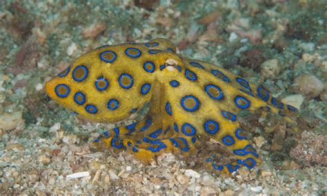 Blue Ringed Octopus - Animal Corner