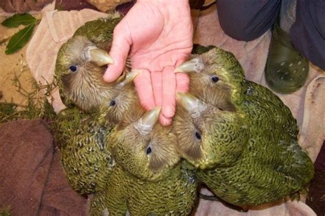 New Zealand's rare kakapo parrot is making a comeback | Kakapo, Kakapo parrot, Parrot