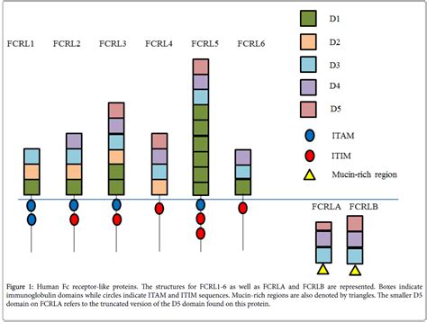 clinical-cellular-immunology-Human-receptor-proteins