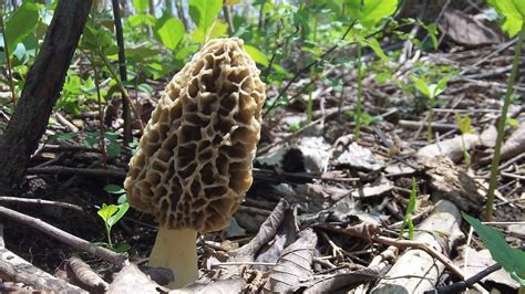 How To Find Morel Mushrooms Early Season in Michigan - YouTube