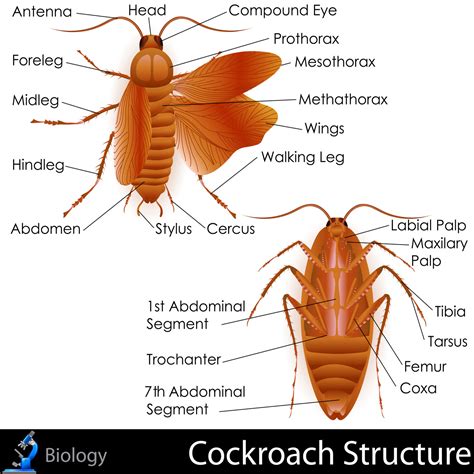 Insect Anatomy, external anatomy of insects with picture & internal insect anatomy