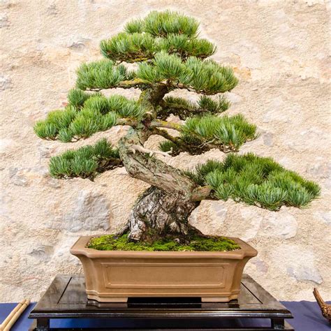 40 Types of Pine Trees With Identifying Facts