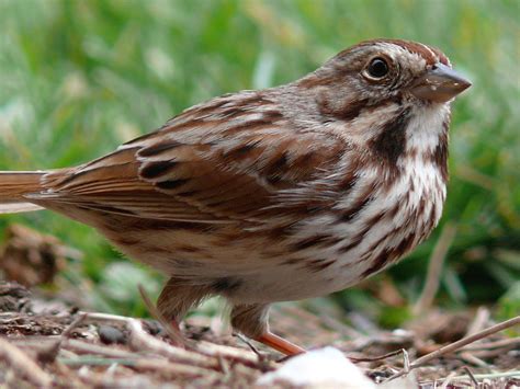 File:Song Sparrow-27527-2.jpg - Wikipedia