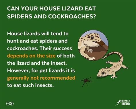 Can Your House Lizard Eat Spiders And Cockroaches? - Reptile Hero