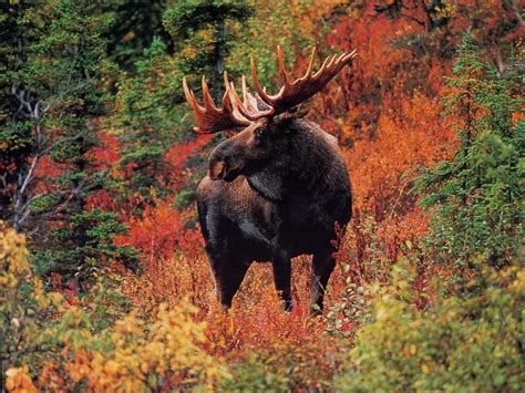 Moose Antlers For Dogs | Got Antler?