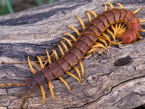 Centipede facts & information, are centipedes dangerous? - Funny Animals