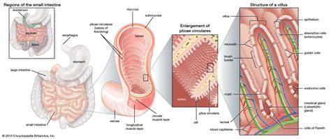 Small intestine | Digestive Function, Structure & Length | Britannica