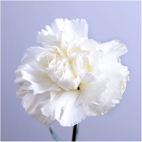 Image result for white carnation | Dianthus caryophyllus, White carnation, Carnations