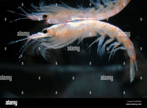 Antarctic Krill Swarm