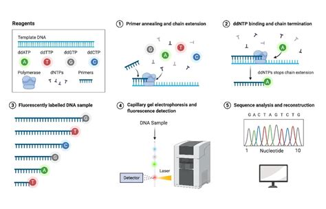 Sanger Sequencing Method: Principle and Steps • Microbe Online