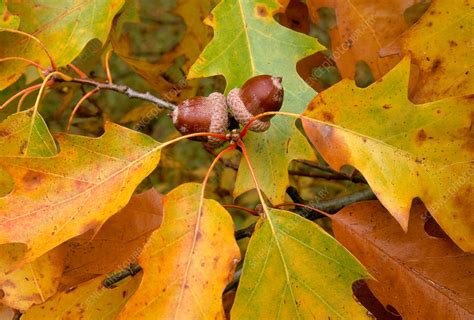 Red Oak Acorns - Stock Image - B790/0726 - Science Photo Library