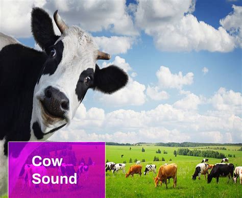 Cow Sound Effects Wikia - All About Cow Photos