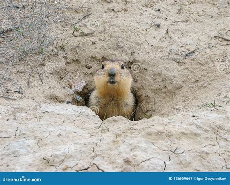 Groundhog after Hibernation, Baikonur, Kazakhstan Stock Image - Image ...