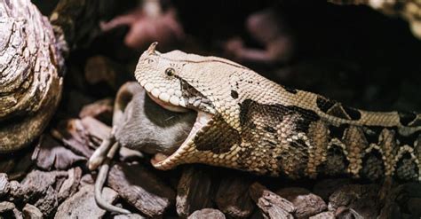 Gaboon Viper Fangs: Why They're the Biggest Snake Fangs in the World - W3schools