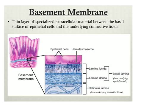 Basement Membrane Layers