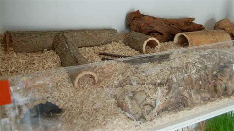 Homemade Hamster Tunnels - YouTube