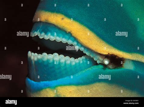 Rainbow Parrotfish Teeth