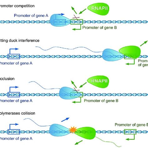 Regulatory roles of double-stranded RNA (dsRNA) formation. It may lead... | Download Scientific ...