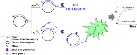 Schematic illustration of the RNase H activity assay based on the... | Download Scientific Diagram