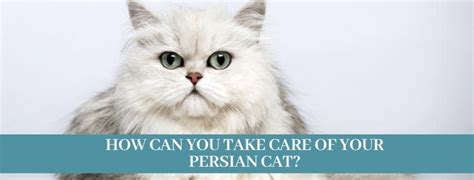 Best 10 Persian Cat Personality Facts - Zoological World