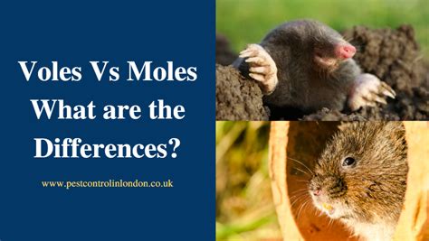 Voles Vs Moles – What are the Differences? - Pest Exterminators