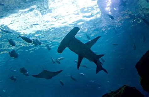 Hammerhead Shark - Description, Habitat, Image, Diet, Interesting Facts