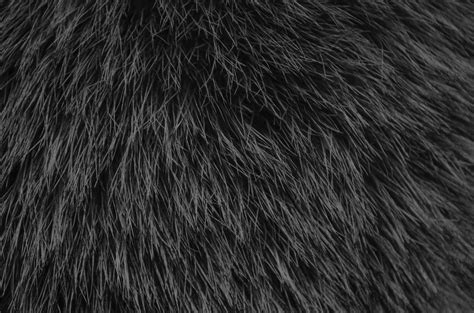 Black fur texture close up photo. Fur background. Grey fur. 15589892 Stock Photo at Vecteezy