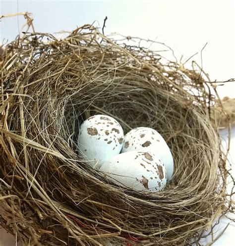 Wooden Chipping Sparrow Eggs for Science Education Natural | Etsy