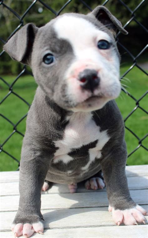 a small gray and white dog standing on top of a wooden floor next to a ...